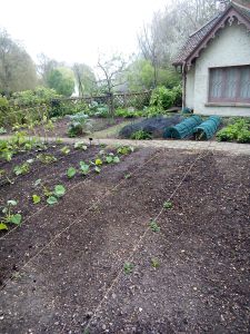 Duck Island Cottage, London: The adjoining vegetable patch in April